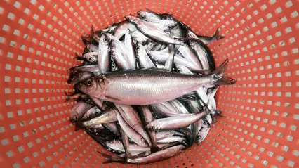 Fiskar i korg. Foto.