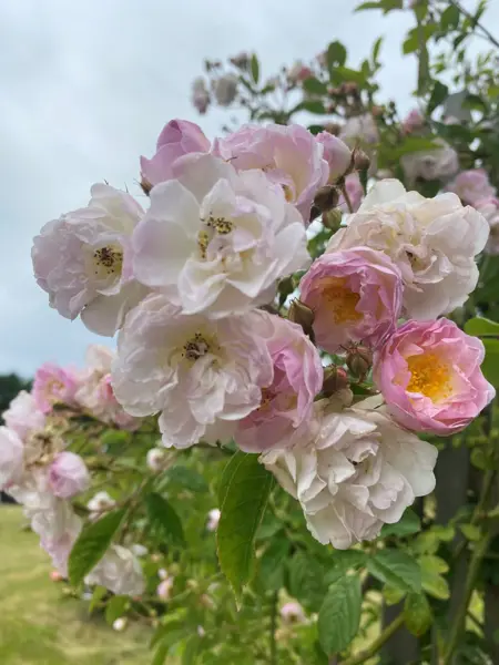 närbild av Gröntkulturarv®s rosen 'Agda'. Rikligt blommande med halvfyllda blommor som går från rosa-ljusrosa och över i vitt. Det gröna bladverket med taggfria grenar syns ofokuserat i bakgrunden.