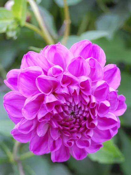 Foto av Grönt kulturarv®s dahlian 'Bonny Blue'. Fotot visar en blå-lila bollformad helfylld blomma framifrån. Blombladen rundar ihop sig och bildar trattliknande formationer. I bakgrunden syns blad och stjälkar i oskärpa.