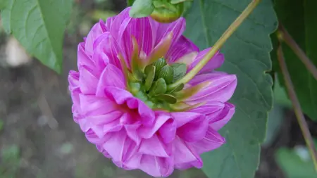Foto av Grönt kulturarv®s dahlian 'Bonny Blue'. Fotot visar en blå-lila bollformad blomma bakifrån, så att de gröna och gula foderbladen blir synliga. I bakgrunden syns blad.