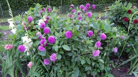 Foto av Grönt kulturarv®s dahlian 'Bonny Blue'. Fotot visar en hel planta med blå-lila bollformade och helfyllda blommor. Intill syns vit gladiolus och en dahlia med röda blommor. I bakgrunden syns ett stängsel och en grön, småbladig nyklippt häck.