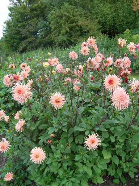 Foto av Grönt kulturarv®s dahlian 'Farmor Maria'. Fotot visar en dahliaplanta med flera laxrosa blommor. De mörkt lila stjälkarna syns tydligt mot de gröna bladen. I bakgrunden anas fler dahliaplantor, samt ett större grönt buskage.