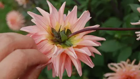 Foto av Grönt kulturarv®s dahlian 'Farmor Maria'. Fotot visar en laxfärgad kaktusdahlia som hålls fast av en hand för att visa baksidan av blomman. Blombladen har lila strimmor på baksidan och foderbladen är gula och gröna. I bakgrunden syns lila stjälkar och fler blommor i oskärpa.