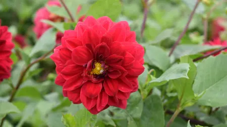 Foto av Grönt kulturarv®s dahlian 'Liseberg Röd'. Fotot visar en röd blomma med en gul knapp i mitten. Blomman är bollformad och blombladen är rundade och mjukt spetsiga likt kaninungars öron. I bakgrunden syns lila stjälkar och grönt bladverk i oskärpa.
