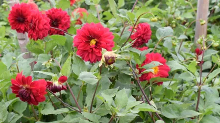 Foto av Grönt kulturarv®s dahlian 'Liseberg Röd'. Fotot visar flera röda blommor, blandat både heltfyllda och halvfyllda, de halvfyllda blommorna visar en gul knapp i mitten. Lila stjälkar och blomknoppar syns framför det gröna bladverket.