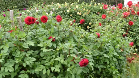 Foto av Grönt kulturarv®s dahlian 'Liseberg Röd'. Fotot visar en rödblommande dahliaplanta i en rabatt. I bakgrunden syns andra dahlior som blommar i gult, rött, vitt och lila. Framträdande i bilden är framförallt det rikligt gröna bladverket där röda bollformade blommor sitter både inuti och ovanför.
