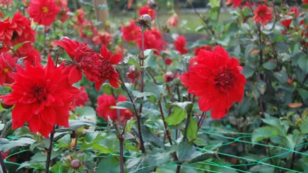 Foto av Grönt kulturarvs dahlian 'Regina' med sina stora, lysande röda blommor med täta kronblad på mörka stjälkar. Gröna blad och knoppar omger blommorna, och fler röda dahlior syns suddigt i bakgrunden.
