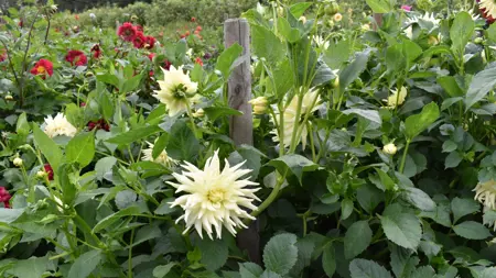 Foto av Grönt kulturarv®s dahlian 'Sonora'. Fotot visar mycket av kaktusdahlians gröna bladverk, enstaka ljust pastellgula och spretiga blommor kikar fram. I bakgrunden syns en rödblommande dahlia.