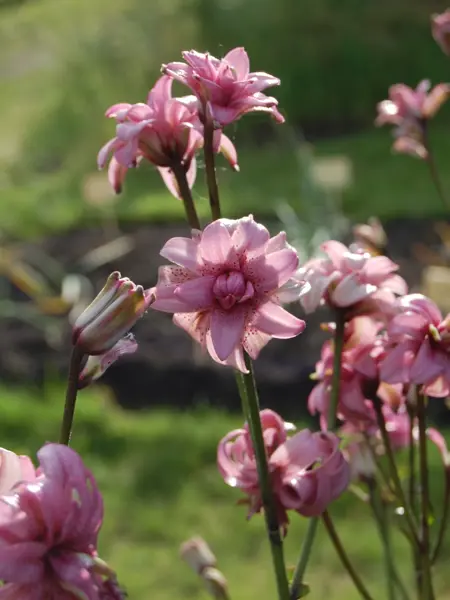 Foto av Grönt kulturarv®s krolliljan 'Kallmora'. I bild syns laxfärgade dubbla blommor med bakåtkrullade blomblad på långa gröna stjälkar. I bakgrunden anas öppen jord i en långsmal rabatt och grön växtlighet.