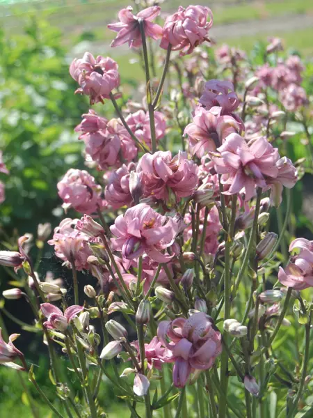 Foto av Grönt kulturarv®s krolliljan 'Kallmora'. I bild syns många laxfärgade dubbla blommor med bakåtkrullade blomblad med röda prickar på insidan. I bakgrunden syns fler blommor grön växtlighet.