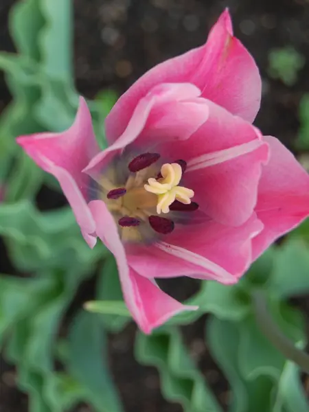 Närbild av Grönt kulturarv®s-tulpanen 'Ester'. I bild syns en rosa blomma uppifrån. Inuti syns mörkt rostiga ståndare med en gul pistill, blombladen är inåt mitten lilablå i färgen och i de inre blombladen går ett vitt streck i lodrät riktning. I bakgrunden anas öppen jordyta och något vågiga gröna blad.