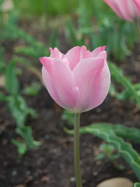 Närbild av Grönt kulturarv®s-tulpanen 'Ester'. I bild syns en rosa blomma från sidan, i botten av blombladen anas en svagt gul nyans som övergår i svagt blått. I bakgrunden syns grönt bladverk och öppen jord.