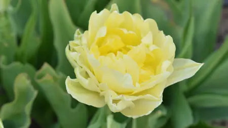 Grönt kulturarv®s-tulpanen 'Granlunda' i närbild. Blomman är ljust gul, fylld med lätt vågade kanter. I bakgrunden syns det krispiga gröna bladverket.
