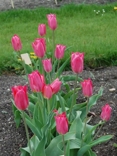 Fotot visar flera exemplar av Grönt kulturarv®s-tulpanen 'Skäret' med spetsiga blomblad på långa stjälkar omslutna av grönt bladverk. Blomman i sig är mörkt rosa med gul botten. Tulpanerna står i en dubbelrad med öppen jord omkring.