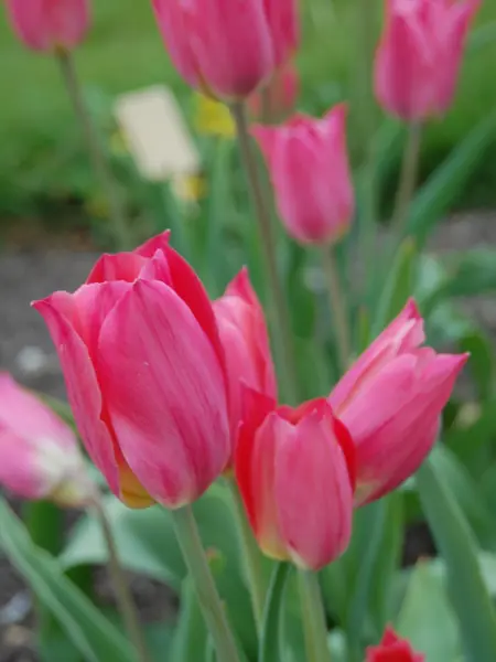 Fotot visar flera exemplar av Grönt kulturarv®s-tulpanen 'Skäret' med spetsiga blomblad på långa stjälkar omslutna av grönt bladverk. Blomman i sig är mörkt rosa med gul botten.