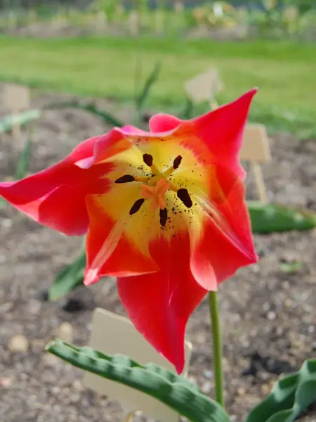 Närbild av Grönt kulturarv®s-tulpanen 'Skäret'. Fotot visar en blomma uppifrån och det går tydligt att se de svarta ståndarna och gul pistill mot den klargula blombotten. Resten av blombladen är rosa, men ser nästan röda ut i den från sidan skinande solen. I bakgrunden syns en ensam tulpan, samt gräsmatta och en annan rabatt på avstånd.