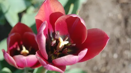 Närbild av Grönt kulturarv®s-tulpanen 'Södra Öland'. Fotot visar en utslagen blomma snett uppifrån. Det går tydligt att se de sex mörka ståndarna och den ljust gula pistilknappen. Själva blomman går i bordeuxröd till brunrött, blombladen rullar något inåt och de inre bladen är nypta i kanten och saknar spets. I bakgrunden syns en suddig blomma, samt grönt bladverk och öppen jord.