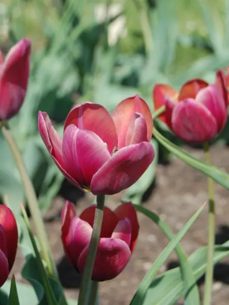 Foto av Grönt kulturarv®s-tulpanen 'Södra Öland'. Fotot visar utslagna blommor både suddiga och i skärpa som går i lila-orange-röda toner. De inre blombladen är nypna och saknar bladspets. I bakgrunden syns grönt bladverk och öppen jord.