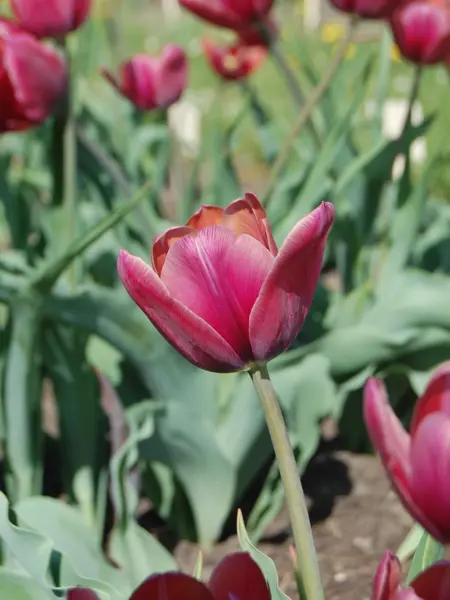 Foto av Grönt kulturarv®s-tulpanen 'Södra Öland'. Fotot visar utslagna blommor både suddiga och i skärpa som går i lila-orange-röda toner. De inre blombladen är nypna och saknar bladspets. I bakgrunden syns grönt bladverk och öppen jord.