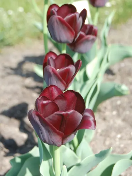 Foto av Grönt kulturarv®s-tulpanen 'Tofta'. Fotot visar utslagna kompakta blommor i mörktlila/vinrött ståendes på rad. De inre blombladen är nypna och saknar bladspets. Runtomkring syns öppen jord och en gräsmattekant.