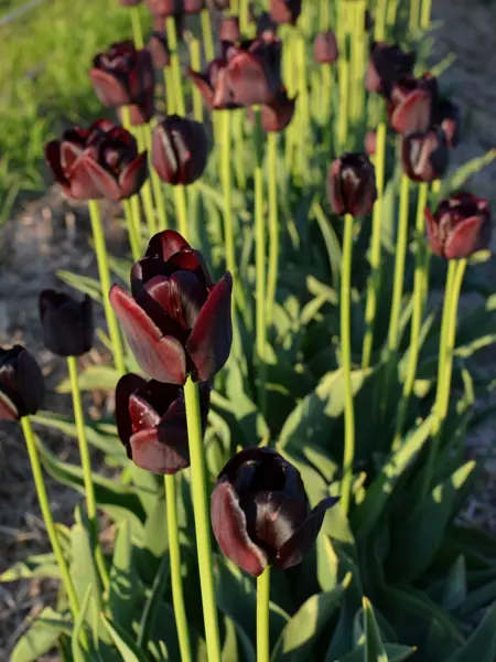 Foto av Grönt kulturarv®s-tulpanen 'Tofta'. Fotot visar en nästan utslagen kompakt blomma i mörktlila/vinrött. De inre blombladen är nypna och saknar bladspets. I bakgrunden syns gröna stjälkar och blad, samt fler blommor där vissa ser nästan svarta ut.