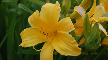 Närbild av Grönt kulturarv®s dagliljan 'Esbjörn'. Fotot visar en utslagen varmt gul blomma där de inre kronbladen har en lätt vågig bladkant. I bakgrunden syns fler blommor, samt knoppar och det gräsliknande ljustgröna bladverket.