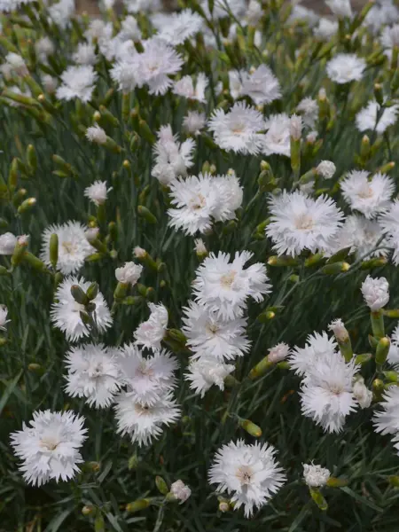 Grönt kulturarv®s fjädernejlikan 'Frösön' blommar i mängd med sina fjäderlika vita blommor med krämvit mitt. Inemellan syns outslagna knoppar och det mintgröna bladverket.