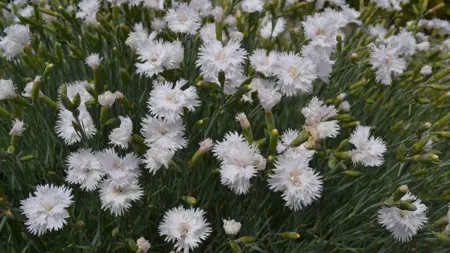 Grönt kulturarv®s fjädernejlikan 'Frösön' blommar i mängd med sina fjäderlika vita blommor med krämvit mitt. Inemellan syns outslagna knoppar och det mintgröna bladverket.