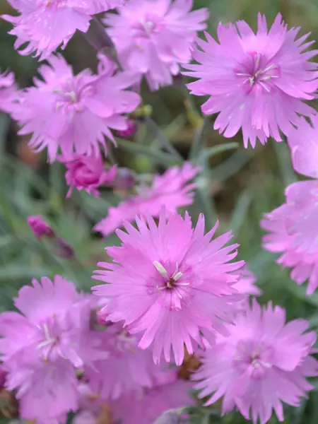 Grönt kulturarv®s fjädernejlikan 'Timmermannens Rosa' med flera fullt öppnade fjäderlika blommor med vita fjun i mitten. I bakgrunden anas det mintgröna bladverket.