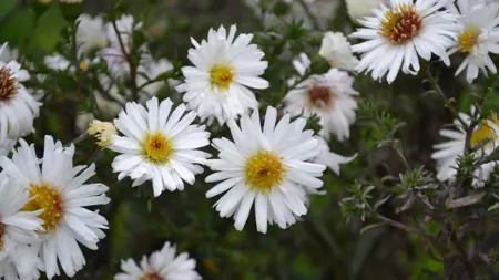Närbild av Grönt kulturarv®s höstastern 'Frövi'. I bild syns flera vita blommor med gula eller övergående till kådfärgade diskar. Mellan blommorn syns de mörktgröna stjälkarna med täta blad som ger ett "barrigt" intryck.