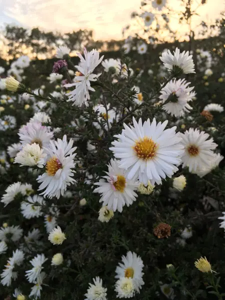 Närbild av Grönt kulturarv®s höstastern 'Frövi'. I bild syns flera vita blommor med gula eller övergående till kådfärgade diskar. Mellan blommorna syns de mörkt gröna stjälkarna med täta blad som ger ett "barrigt" intryck. Fotot är taget i kvällsljus och himlen lyser i gul-rosa i bakgrunden och frambringar en värme i hela bilden.