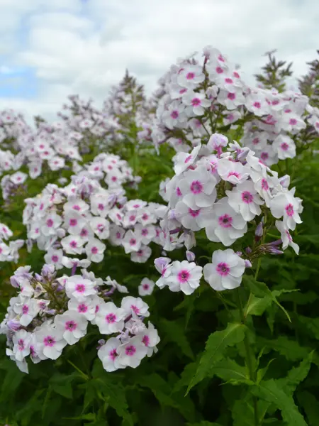 Foto av Grönt kulturarv®s höstfloxen 'Elise i Bossgården'. Fotot visar karaktäristiska vita floxblommor med rosa mitt. De långa stjälkarna med gröna blad med krusiga bladkanter syns tydligt i förgrunden. I bakgrunden syns en ljust blå himmel.
