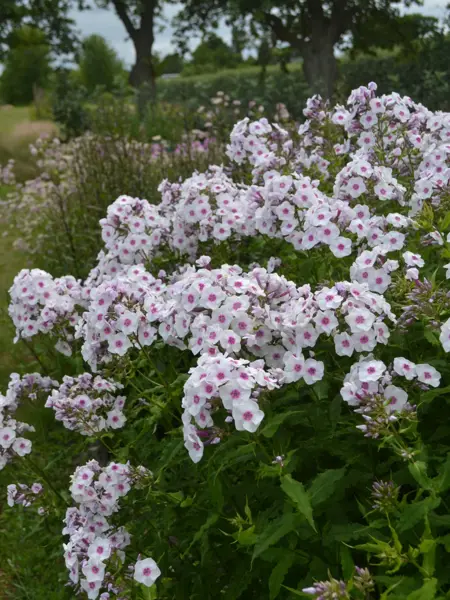 Foto av Grönt kulturarv®s höstfloxen 'Elise i Bossgården'. Fotot visar karaktäristiska vita floxblommor med rosa mitt. De långa stjälkarna med gröna blad med krusiga bladkanter syns tydligt i förgrunden. I bakgrunden ses höstaster som ej börjat blomma, samt stjärnflocka och två träd.