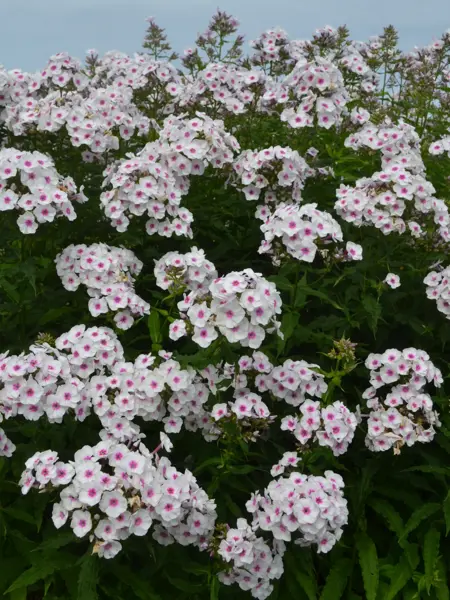 Foto av Grönt kulturarv®s höstfloxen 'Elise i Bossgården'. Fotot visar karaktäristiska vita floxblommor med rosa mitt. De långa stjälkarna med gröna blad med krusiga bladkanter syns tydligt i förgrunden. I bakgrunden syns en ljust blå himmel.