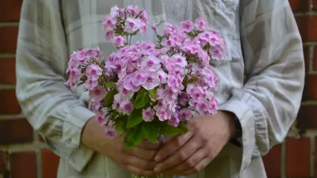 Foto av Grönt kulturarv®s höstfloxen 'Svea i Haga'. Fotot visar en bukett med rosa blommor med mörkt rosa mitt. Buketten hålls med båda händerna av en person med beige och vitrutig skjorta. I bakgrunden syns en röd tegelvägg.