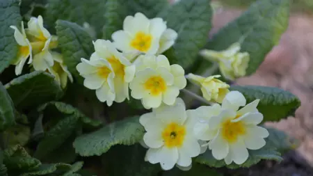 Foto av Grönt kulturarv®s jordvivan 'Rut'. Fotot visar tydligt de trumpetliknande dubbla blommorna som går i pastellgult. Det gröna bladverket med tydliga ådringar sitter i en tät bladrosett.