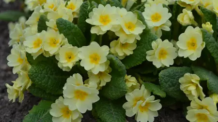 Foto av Grönt kulturarv®s jordvivan 'Rut'. Fotot visar flera rosetter med utslagna dubbla pastellgula blommor. Mellan blommorna sticker det ut gröna blad med tydliga ådringar.