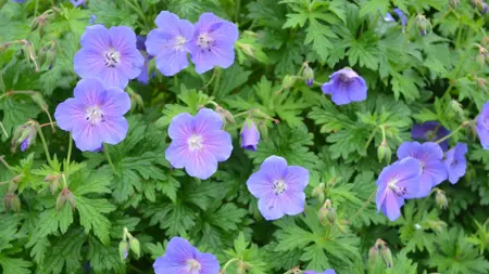 Grönt kulturarv®s praktnävan 'Sörmjöle'. Flera fullt utslagna violetta, rödstreckade blommor blandat med ännu outslagna knoppar tillsammans i det ljust gröna och rundflikiga bladverket.