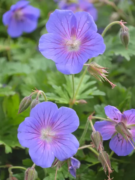 Närbild av Grönt kulturarv®s praktnävan 'Sörmjöle'. Fem utslagna violetta blommor med röda streck syns lysa mot det ljust gröna och flikiga bladverket i bakgrunden.