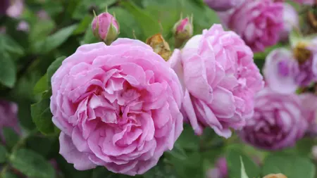 Foto av Grönt kulturarv®s bourbonrosen 'Blomsterhult'. Fotot visar två stora fyllda ljustrosa blommor med två rosenknoppar precis bakom. I bakgrunden syns fler blommor och det gröna bladverket i oskärpa.