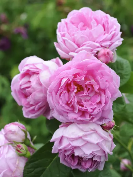 Foto av Grönt kulturarv®s bourbonrosen 'Blomsterhult'. Fotot visar fyra stora fyllda ljust rosa blommor. Blommorna sitter tätt tillsammans med två knoppar på en gren. I bakgrunden syns det gröna bladverket i oskärpa.