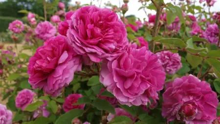 Foto av Grönt kulturarvs rosen 'Farmor Selma'. Fotot visar tätt sittande djupt rosa blommor i olika storlekar. De främre blommorna är stora och fylliga med många krusiga kronblad. Runt dem syns både knoppar och mer utslagna rosor samt gröna blad med taggiga stjälkar.