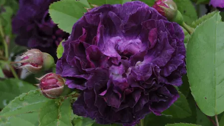 Närbild av Grönt kulturarv®s bourbon-rosen 'Skeda'. Fotot visar en mörkviolett tätt fylld blomma tillsammans med tre knoppar i tidigt stadie. Runt om syns det gröna bladverket.