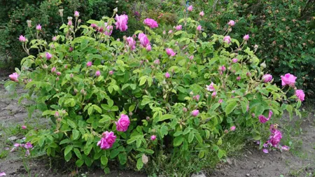 Foto av Grönt kulturarv®s damascenerrosen 'Järnvägaren'. Fotot visar en mindre buske med en del utslagna rosa blommor men mest outslagna stora knoppar. Runtom blommorna syns grönt bladverk med stora ljusa blad. I bakgrunden syns rosenbuskar med överblommade blommor och gröna nypon, samt öppen jord.