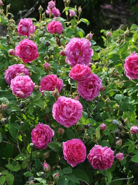 Foto av Grönt kulturarv®s damascenerrosen 'Järnvägaren'. Fotot visar fullt utslagna rosa dubbla blommor och stora rosenknoppar. Runtom blommorna syns grönt bladverk med stora ljusa blad.
