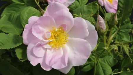 Närbild av Grönt kulturarv®s damascenerrosen 'Svea'. Fotot visar en enkelblommande lätt rosa blomma med gula ståndare och pistiller. Intill syns ett litet knippe rosenknoppar och i bakgrunden grönt bladverk och en till rosa blomma.