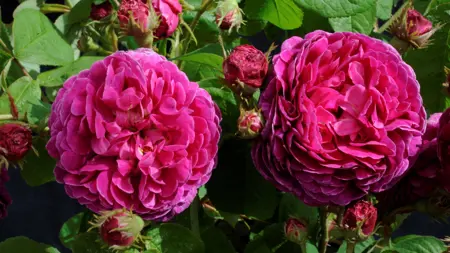 Närbild av Grönt kulturarv®s glauca-rosen 'Pustebacken'. Fotot visar två tätt fyllda mörkrosa blommor tillsammans med flera tjocka blomknoppar med spretigt gröna foderblad. I bakgrunden syns grönt bladverk.