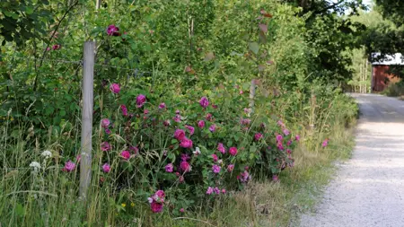 Foto av Grönt kulturarv®s glauca-rosen 'Pustebacken'. Fotot visar en rosenbuske omgärdad av högt gräs, diverse sly och buskar intill en grusväg. Rosen växer och hänger ut igenom ett stängsel med decimeter stora rutor. Blommorna är rosa, stora och tättfyllda och syns tydligt i den gröna omgivningen. I slutet av vägen syns en faluröd husvägg.