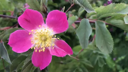 Närbild av Grönt kulturarv®s glauca-rosen 'Skarvsjö'. Fotot visar en rosa enkelblommande blomma med vit mitt, i mitten syns även ståndare och pistiller i gult. I bakgrunden syns en mörk gren med en begynnande knopp och gröna sågtandade blad.