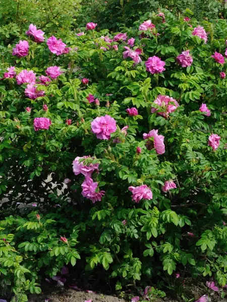 Foto av Grönt kulturarv®s rugosa-rosen 'Gryts Bruk'. Fotot visar en mellanstor buske med stora, dubbla och något lösa mörkrosa blommor. Imellan ses det tät gröna bladverket med naggade kanter, samt en och annan rosenknopp. Runt omkring finns andra rosenbuskar.